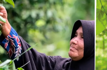 Een Gepeperd Verhaal 1